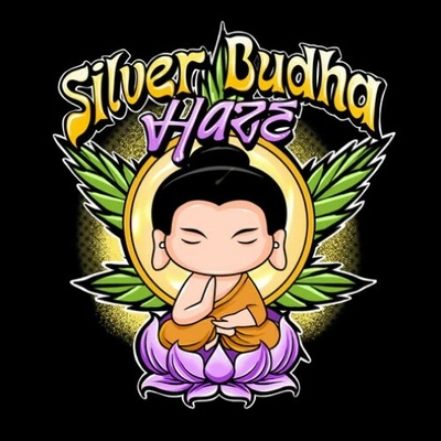 Sumo Seeds Silver Buddha Haze semienka neobsahujú THC 3 ks