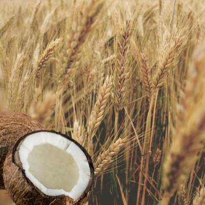 Aroma Wheat & Coconut Milk šampon na lámavé vlasy a konečky 400 ml