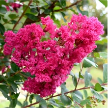 Krepová myrta - Lagerstroemia indica - semena - 6 ks