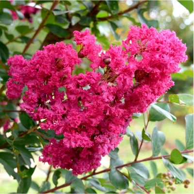 Krepová myrta - Lagerstroemia indica - semena - 6 ks