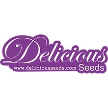 Delicious Seeds Marmalate Balenie: 1 ks 0% THC