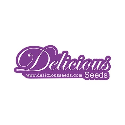 Delicious Seeds Critical Jack Herer Balenie: 1 ks 0% THC