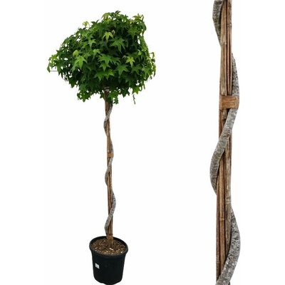 Ambrovník styraxový GUM BALL špirála na 180-190cm kmienku, výška 220-240 cm, kont. 55 l