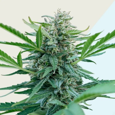 Kera Seeds Black Diamond CBD semena neobsahují THC 5 ks