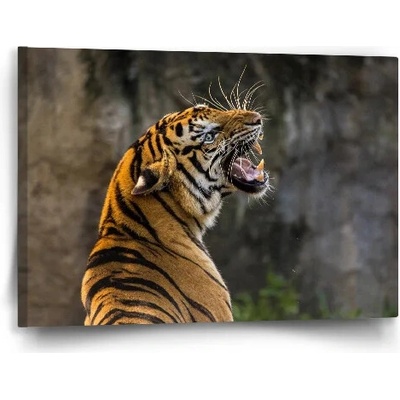 Sablio Obraz Revúci tiger - 60x40 cm