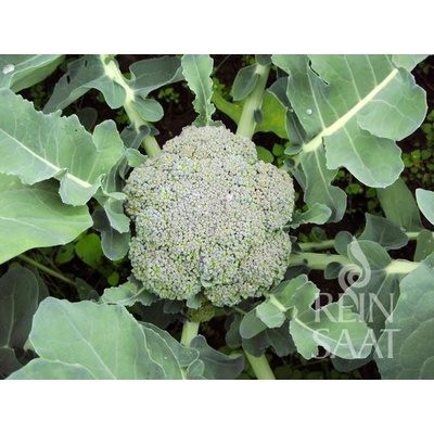 Bio brokolice Ramoso calabrese