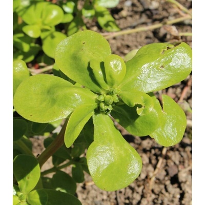 Šrucha zelná Portulaca oleracea sativa osivo šruchy 200 ks