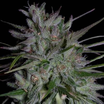 Don Avalanche Seeds Don Girl Scout Cookies semena neobsahují THC 5 ks