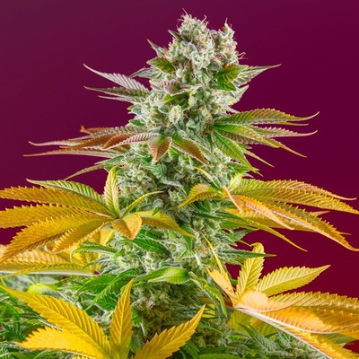 Sweet Seeds Gorilla Girl F1 Fast Version semena neobsahují THC 3 ks