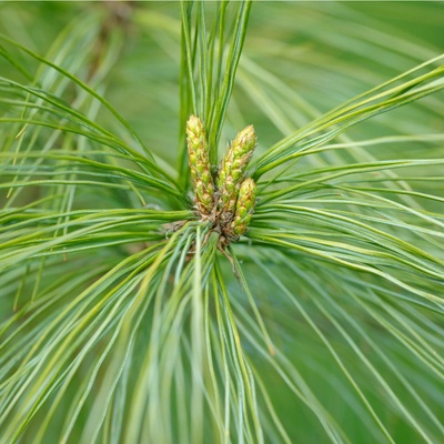 Borovice čínská - Pinus tabuliformis - semena - 15 ks – Hledejceny.cz