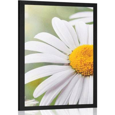 Plakát květiny kopretiny - 60x90 no frame