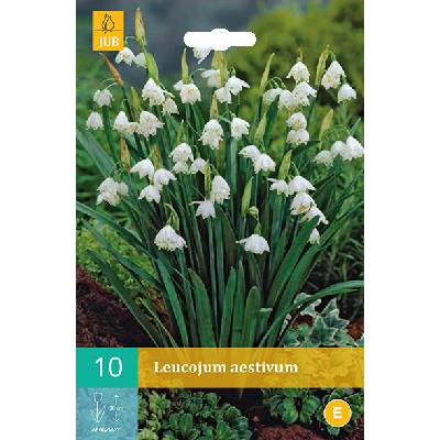 Jub Bledule Leucojum Aestivum "C" 10 ks