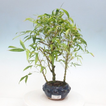 wildkirsche bonsai Seedeo® Japanische Blüten- und Zierkirsche (Prunus serulata) Bonsai 25