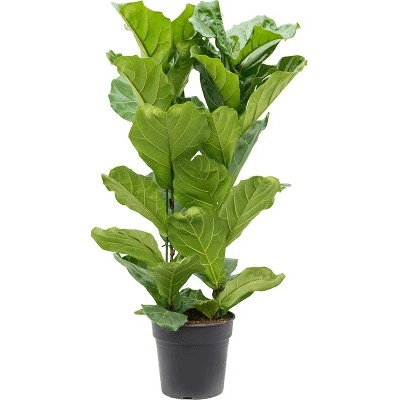 Ficus lyrata Tuft 3pp 30x140 cm