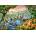 Castorland - Puzzle Jungle river - 500 piese