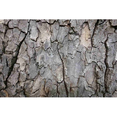 DIMEX ART Флизелинов фототапет кора на дърво 375 x 250 см