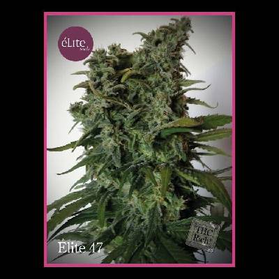 Élite Seeds Élite 47 semena neobsahují THC 3 ks