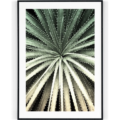 Plakát / Obraz Cactus 30 x 40 cm Tiskové plátno Bez okraje