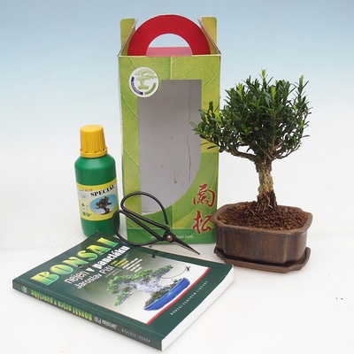 e-bonsai Pokojová bonsai v dárkové krabičce Buxus harlandii -korkový buxus