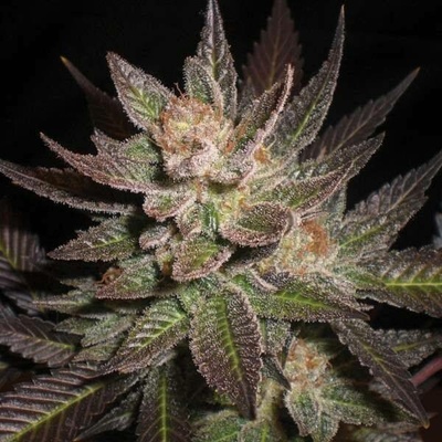 G13 Labs Seeds Purple Haze semena neobsahují THC 5 ks