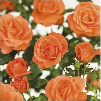 Kríková ruža FloraSelf Rosa 'Newsflash' 50-80 cm kvetináč 3 l