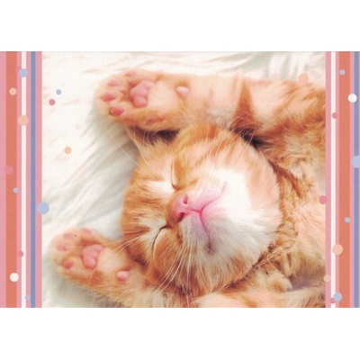 Pohlednice Kotě 111 – Zbozi.Blesk.cz