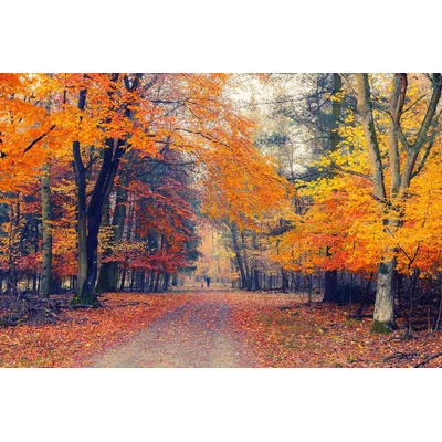 DIMEX ART Флизелинов фототапет пътека през есенния парк 375 x 250 см
