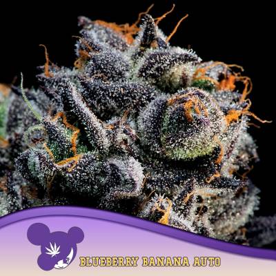 Anesia Seeds AUTO Blackberry Moonrocks semena neobsahují THC 5 ks – Zboží Dáma