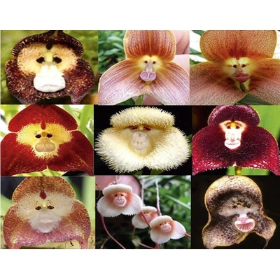 Opici Orchidej