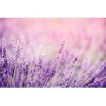 DIMEX ART Флизелинов фототапет лавандула 375 x 250 см