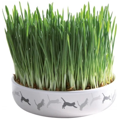 TRIXIE Ceramic Bowl with Cat Grass - Купичка с котешка трева