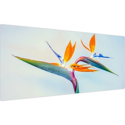 Obraz květu Strelície, jednodílný 200x100 cm