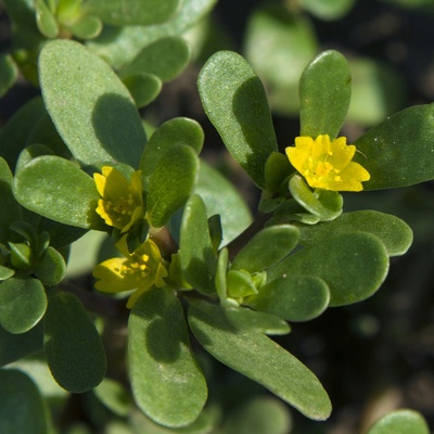 Šrucha zlatá- Portulaca oleracea - prodej semen - 30 ks