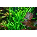 Microsorum pteropus Narrow