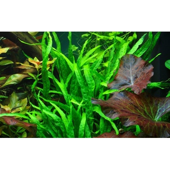 Microsorum pteropus Narrow