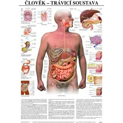 Schéma - lidská trávící soustava - CZ - 67x96 cm