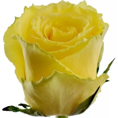 Žlutá růže GOOD TIMES 50cm (XL)
