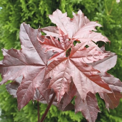 Javor mléč 'Crimson Sentry' XXL FloraSelf polokmen Acer platanoides 'Crimson Sentry' květináč 18 l