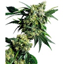 Sensi Seeds G13 x Hash Plant regular semena neobsahují THC 10 ks