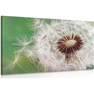 Obraz semínka pampelišky - 60x40