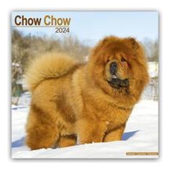 Chow Chow Square Dog Breed Wall 16 Month 2024