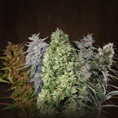 Ace Seeds Ace Mix semienka neobsahujú THC 3 ks