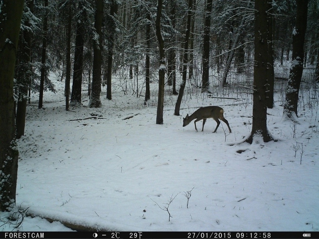 ForestCam LS880