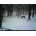 ForestCam LS880