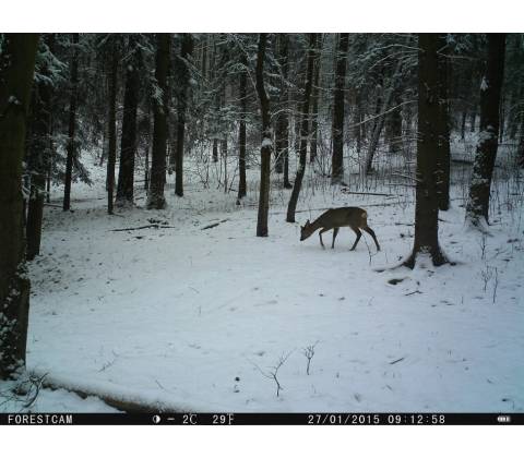 ForestCam LS880