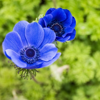 Sasanka Mr. Fokker - Anemone coronaria - predaj cibuľovín - 3 ks
