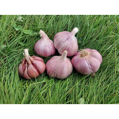 Česnek sadbový Skalka 3-4ks paličák ozimý