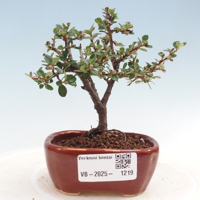 e-bonsai Venkovní bonsai - Cotoneaster horizontalis - Skalník