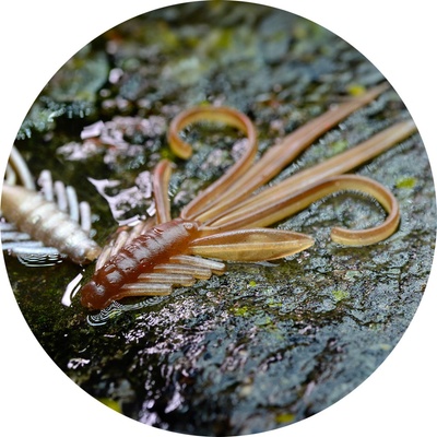 RedBass Nymfa X 10cm Brown/Silver