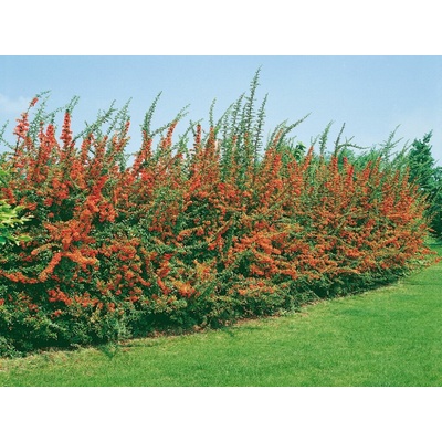 Hlohyňa šarlátová červená, výška 160-180cm, kvetináč 9 l